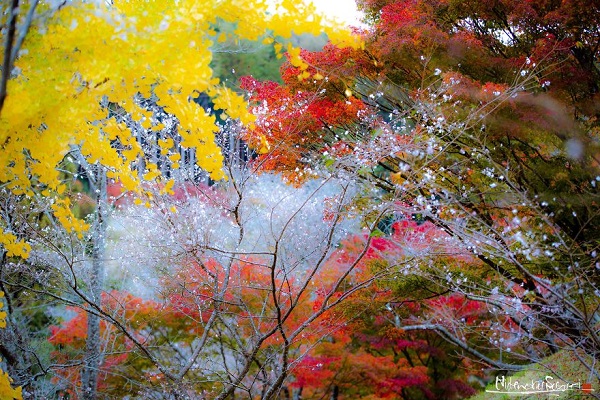 پاییز در ژاپن.سایت نوجوان ها (20)